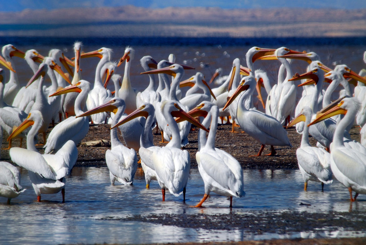 Flock of white pelicans